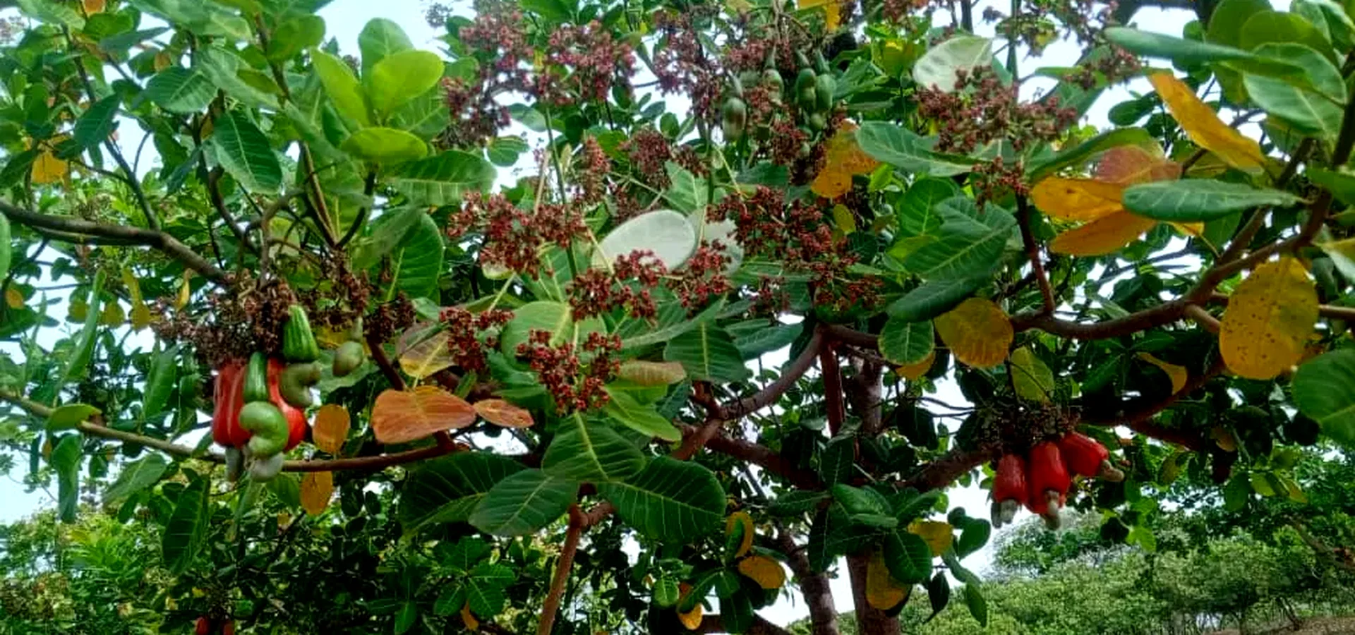 Plantation de cajou — Nord CI, Janvier 2026