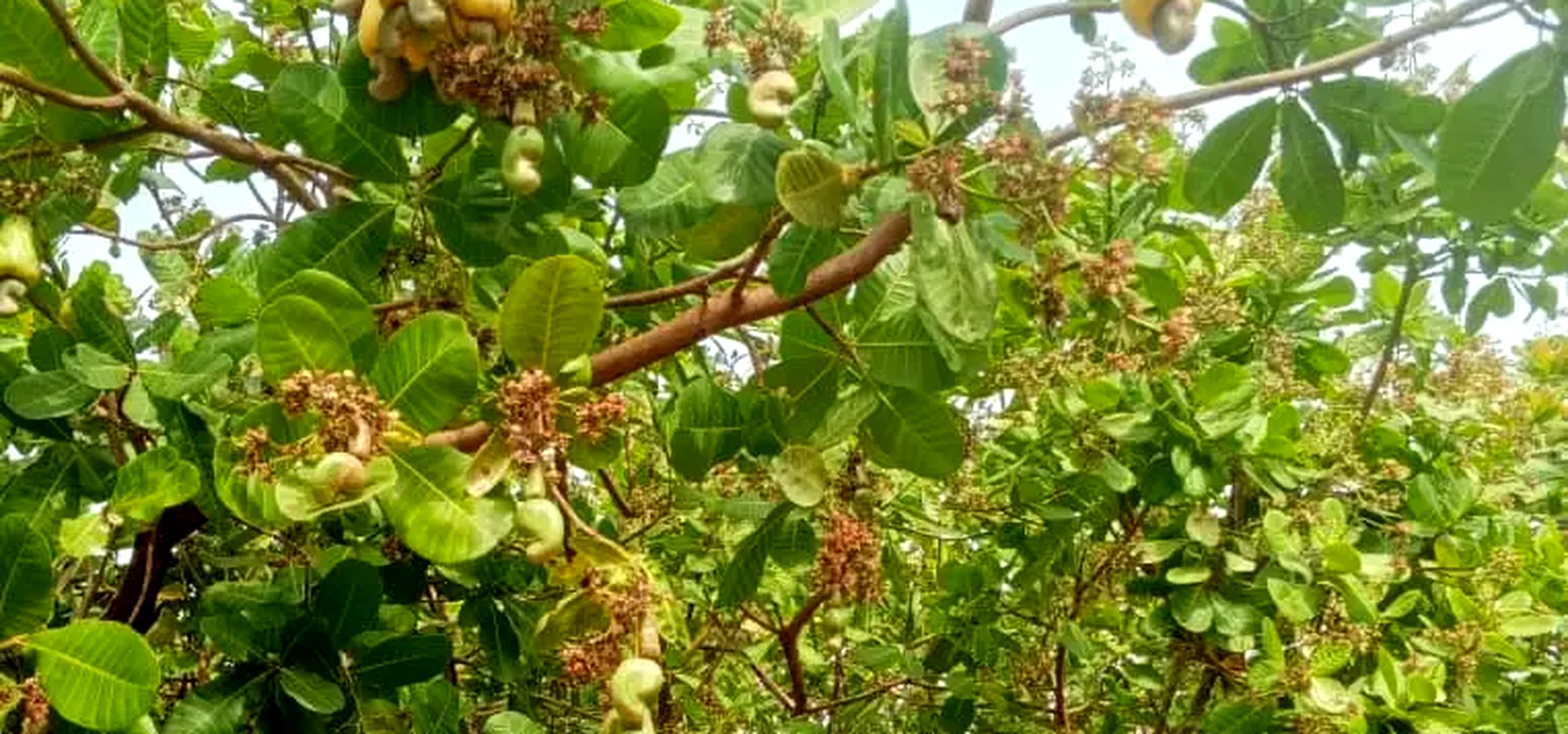Noix en maturation — saison 2026