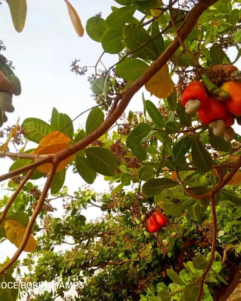 Grappes de cajou vertes
